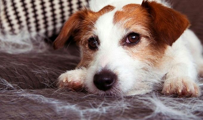 7 Redenen Waarom Uw Hond In De Zomer Meer Kan Verharen
