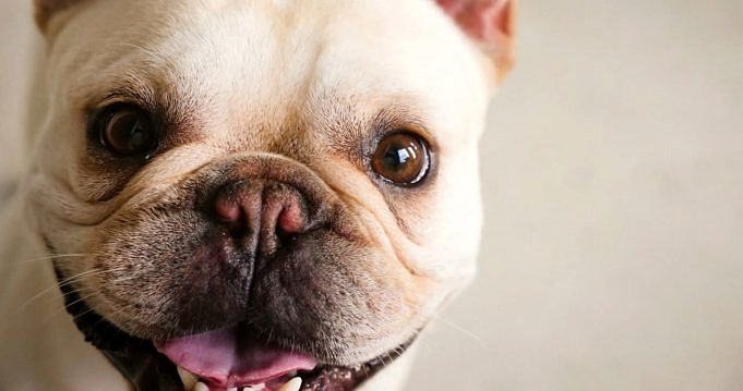 Franse Bulldogs In Grijs En Wit 7 Dingen Die Je Niet Wist Over Deze Hond