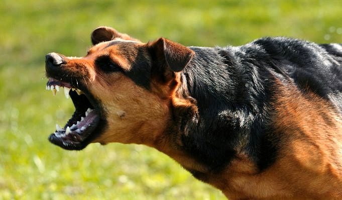 Hoe Om Te Gaan Met Hondenagressie Jegens Andere Honden