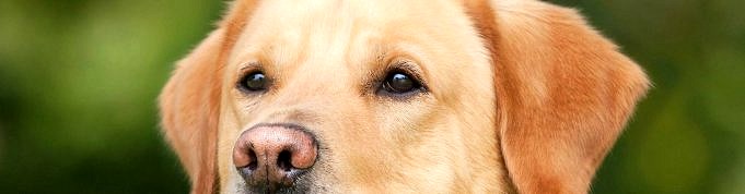 Hoe Uw Honden Te Behandelen Ziekte Van Cushing