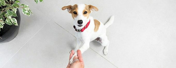Hoe Vaak Laat Jij Je Hond Uit? Basisregels Voor Hondentraining
