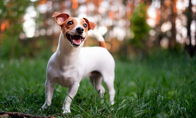 Jack Russell Terrier-persoonlijkheid. Kleine Hond, Grote Houding